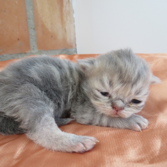 Image pour l'annonce Chatons persan blue golden et golden