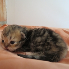 Image pour l'annonce Chatons persan blue golden et golden