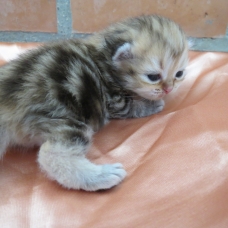 Image pour l'annonce Chatons persan blue golden et golden