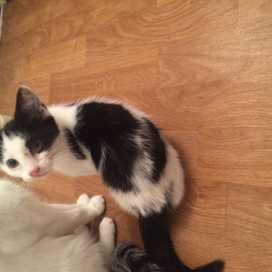 Image pour l'annonce Donne chaton