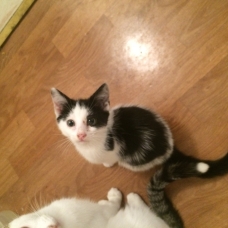 Image pour l'annonce Donne chaton