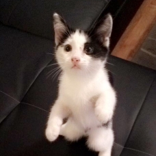 Image pour l'annonce Donne chaton