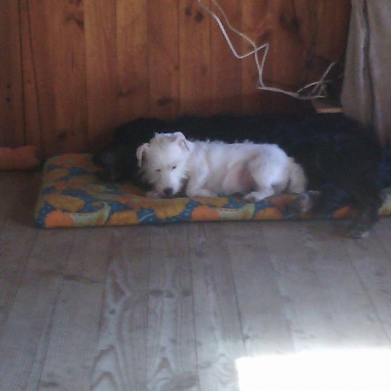 Image pour l'annonce donne jack russel, lof, femmelle,3 ans, pucée,stérilisée