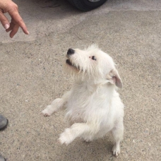 Image pour l'annonce donne jack russel, lof, femmelle,3 ans, pucée,stérilisée