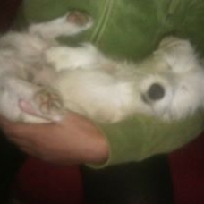 Image pour l'annonce donne jack russel, lof, femmelle,3 ans, pucée,stérilisée