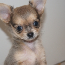 Image pour l'annonce A réserver apparence Chihuahua