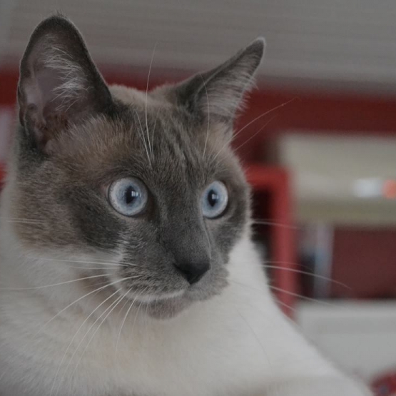 Image pour l'annonce don chat mâle type siamois castré