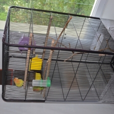 Image pour l'annonce vends couple inséparable + cage équipée