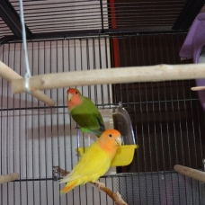 Image pour l'annonce vends couple inséparable + cage équipée