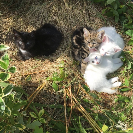 Image pour l'annonce Donne 3 Chatons