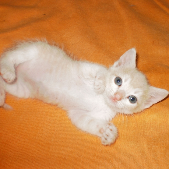 Image pour l'annonce Donne trois chatons adorables