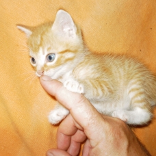Image pour l'annonce Donne trois chatons adorables