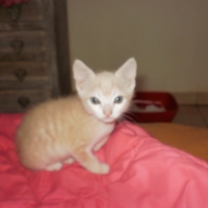 Image pour l'annonce Donne trois chatons adorables