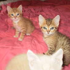 Image pour l'annonce Donne trois chatons adorables