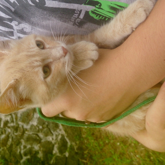 Image pour l'annonce donne chaton 4 mois roux