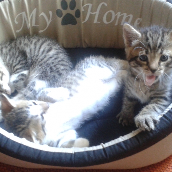 Image pour l'annonce 3 chatons très câlins à donner
