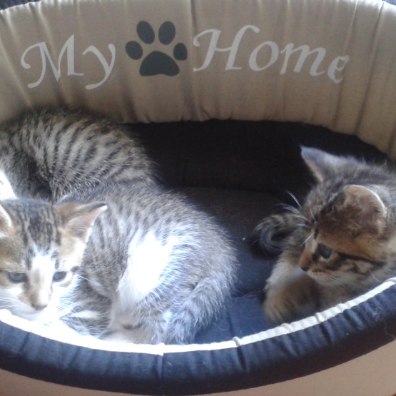 Image pour l'annonce 3 chatons très câlins à donner