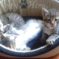 Image pour l'annonce 3 chatons très câlins à donner