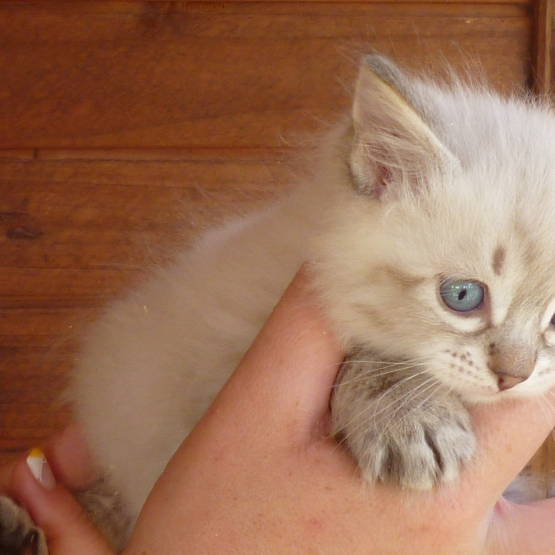 Image pour l'annonce Vends Chatons Sibérien