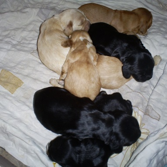 Image pour l'annonce a reserver chiots cocker anglais