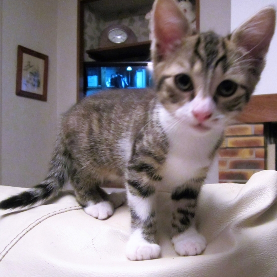 Image pour l'annonce Donne chaton femelle de 3 mois Adorable, très propre, câline et très joueuse