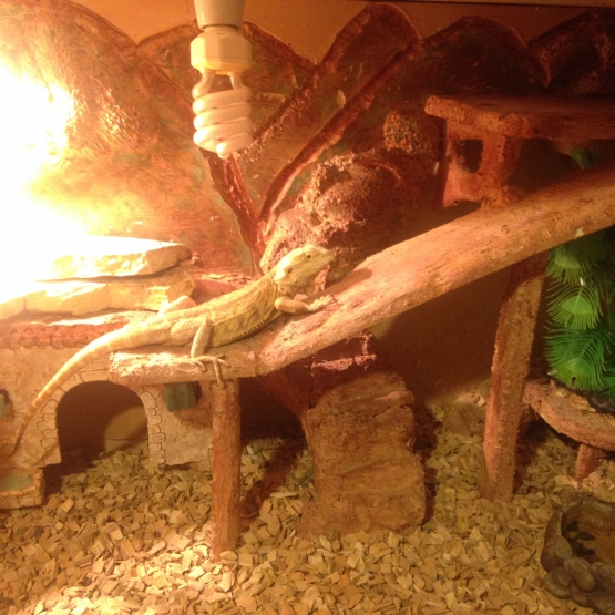 Image pour l'annonce Vends pogona viticeps femelle adulte