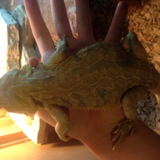 Image pour l'annonce Vends pogona viticeps femelle adulte