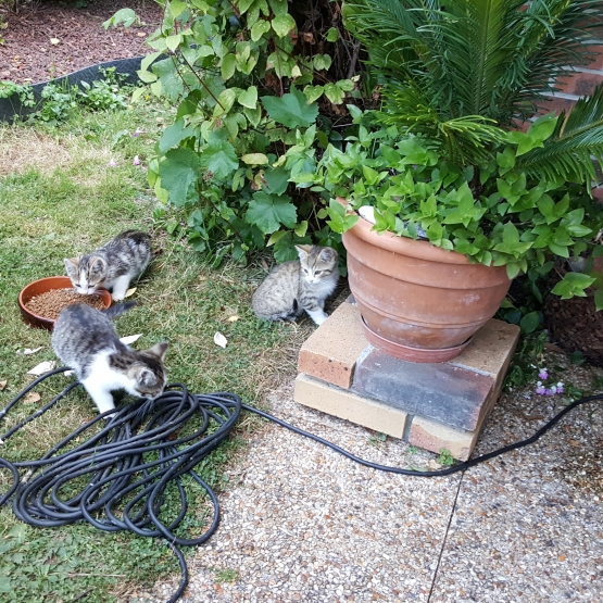 Image pour l'annonce Donne 3 chatons tigrés