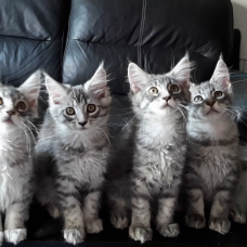 Image pour l'annonce Magnifique chaton femelle Maine coon