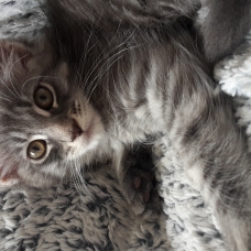 Image pour l'annonce Magnifique chaton femelle Maine coon