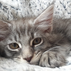 Image pour l'annonce Magnifique chaton femelle Maine coon