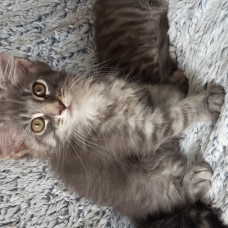 Image pour l'annonce Magnifique chaton femelle Maine coon