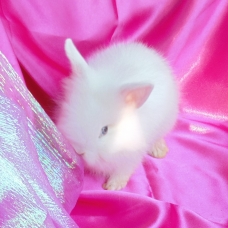 Image pour l'annonce lapin nain