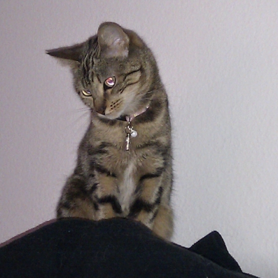 Image pour l'annonce donne chat femelle sterilisée