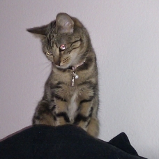 Image pour l'annonce donne chat femelle sterilisée