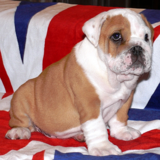 Image pour l'annonce BB Buldog Anglais