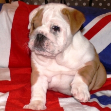 Image pour l'annonce BB Buldog Anglais