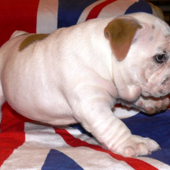 Image pour l'annonce BB Bulldog Anglais femelle au LOF