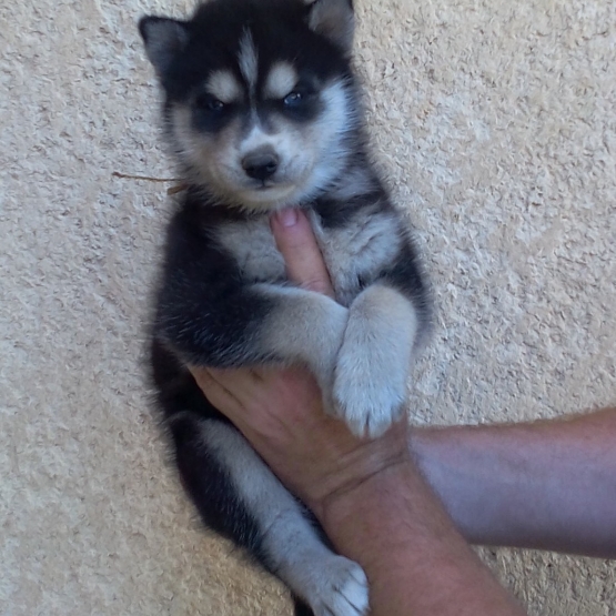 Image pour l'annonce chiots husky de sibérie LOF