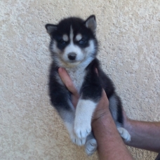 Image pour l'annonce chiots husky de sibérie LOF