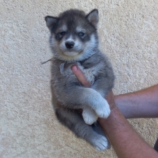 Image pour l'annonce chiots husky de sibérie LOF