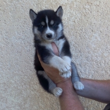 Image pour l'annonce chiots husky de sibérie LOF