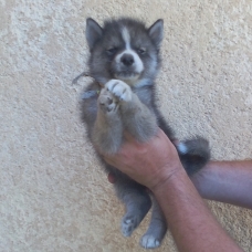 Image pour l'annonce chiots husky de sibérie LOF