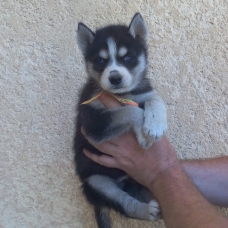 Image pour l'annonce chiots husky de sibérie LOF