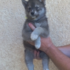 Image pour l'annonce chiots husky de sibérie LOF