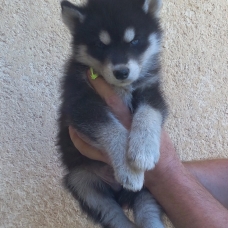 Image pour l'annonce chiots husky de sibérie LOF