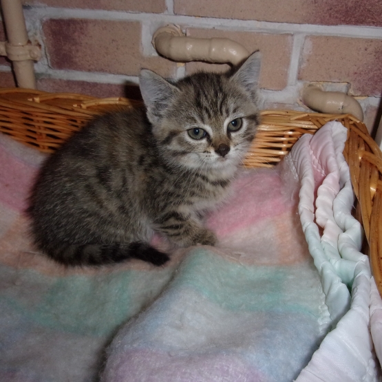 Image pour l'annonce Jeune chaton sevré