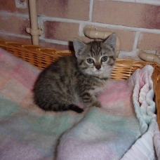 Image pour l'annonce Jeune chaton sevré