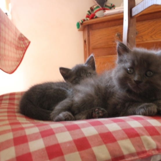 Image pour l'annonce donne 5 chatons