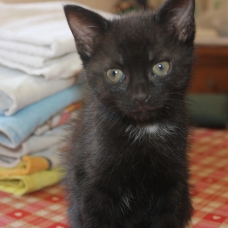 Image pour l'annonce donne 5 chatons